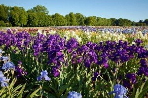 orig jardins du chateau de vullierens 300x219